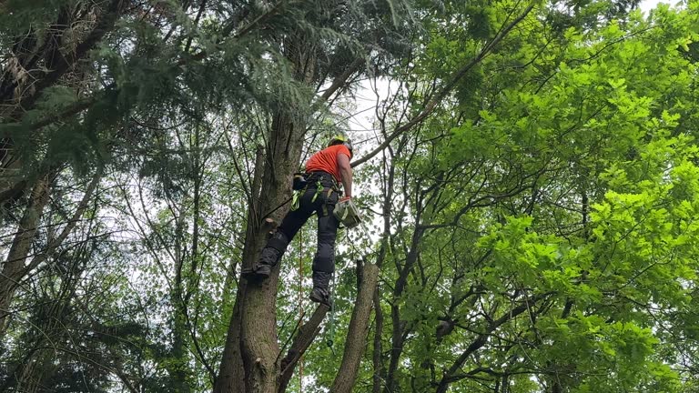 Best Arborist Consultation Services  in Yates Center, KS